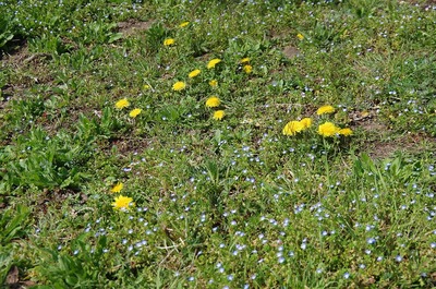 タンポポ180329s-IMGP2865