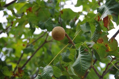 ¤«s-IMGP6909