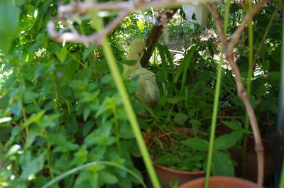 ¤¦¤³s-IMGP6173