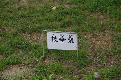 ¤¦s-IMGP6577