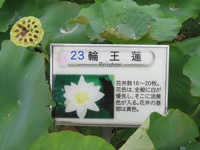 s-IMG_3339