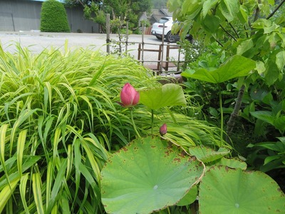 ¤Õ¤¸¤â¤êss-IMG_8338