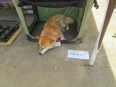 あs-IMG_2407
