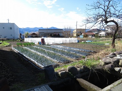 チョウ180323s-IMG_1413