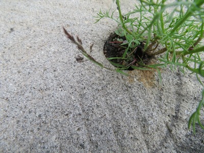 ¥«¥á¥é¥Þ¥ó¤Õ¤¸¤â¤êss-IMG_8346