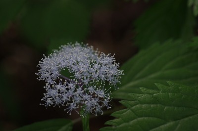 ¥³¥¢¥¸¥µ¥¤170615s-IMGP4780