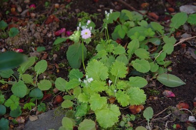 サクラソウ180328s-IMGP2850