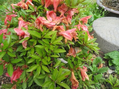 ¥«¥á¥é¥Þ¥ó¤Õ¤¸¤â¤êss-IMG_8343
