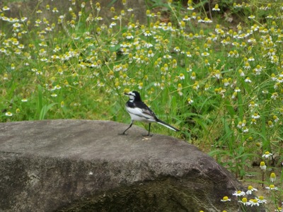 あs-IMG_2634