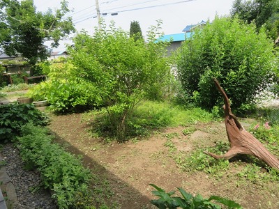 ¥«¥á¥é¥Þ¥óss-IMG_8320