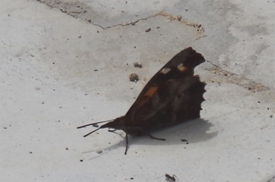 テングチョウ180614IMGP5254