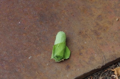 オトシブミ17060711:07IMGP6132