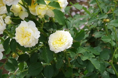 あs-IMGP4857