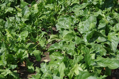 ホウレンソウ180329s-IMGP2868