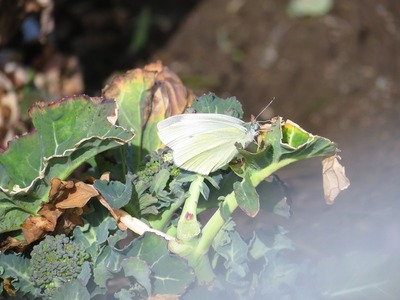 チョウ180323s-IMG_1420