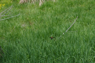 s-IMGP4599