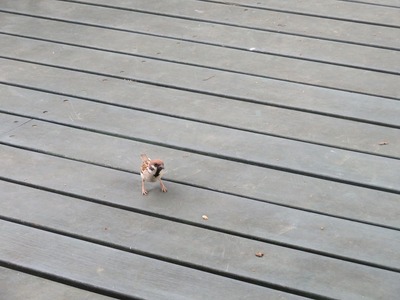 あs-IMG_2641