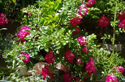 ¥í¡¼¥º170615s-IMGP6177