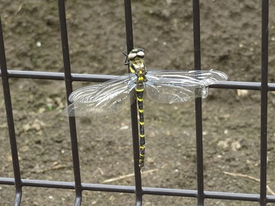 あs-IMG_3370