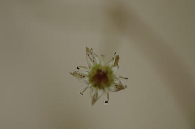 いs-IMGP0122