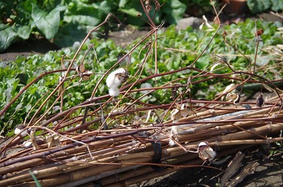 ワタ180329s-IMGP2867