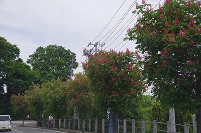 s-IMGP5375