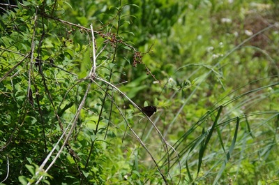うs-IMGP5231