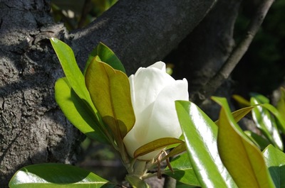 IMGP5082