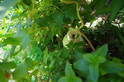¤¦¤³s-IMGP6182
