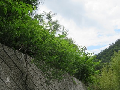¥Á¥ç¥¦170713s-IMG_8641