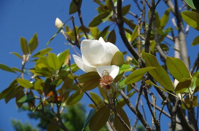 s-IMGP5083