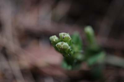s-IMGP4768