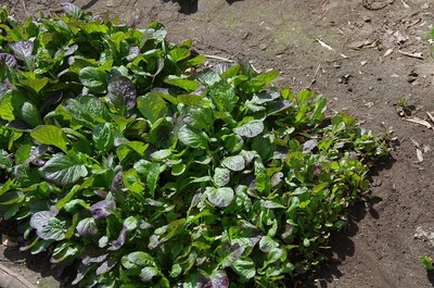 フユナ180329s-IMGP2870