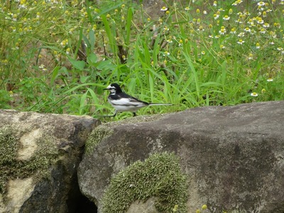 あs-IMG_2635