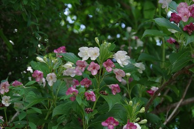 うs-IMGP5227