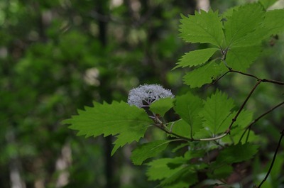 ¥³¥¢¥¸¥µ¥¤170615s-IMGP4786