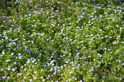 星の雫180329s-IMGP2862