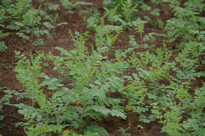 甘草s-IMGP5755