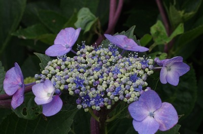 s-IMGP0129