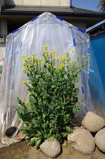 コマツナ180329s-IMGP2866