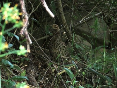 キジ170523s-IMG_7810