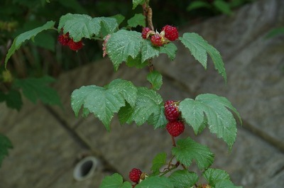 うs-IMGP5174