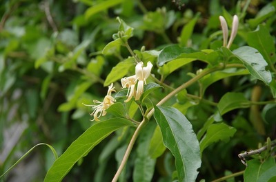 金銀花180526s-IMGP4730