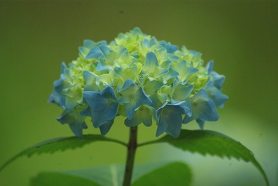 ¥¢¥¸¥µ¥¤
