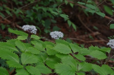 まs-IMGP5266