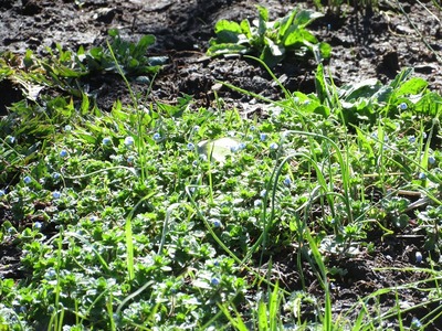 チョウ180323s-IMG_1404