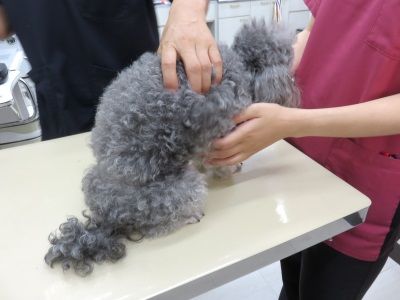 IMG_5643 - コピー