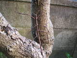 DSCF2094