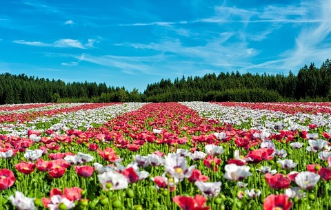 poppy-63755_640