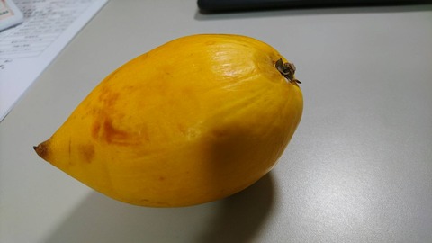 沖縄 宮古島産のカニステル 今年4月に種を植え6月に発芽/超元気いっぱい/2本 沖縄 宮古島産のカニステル 今年4月に種を植え6月に発芽/